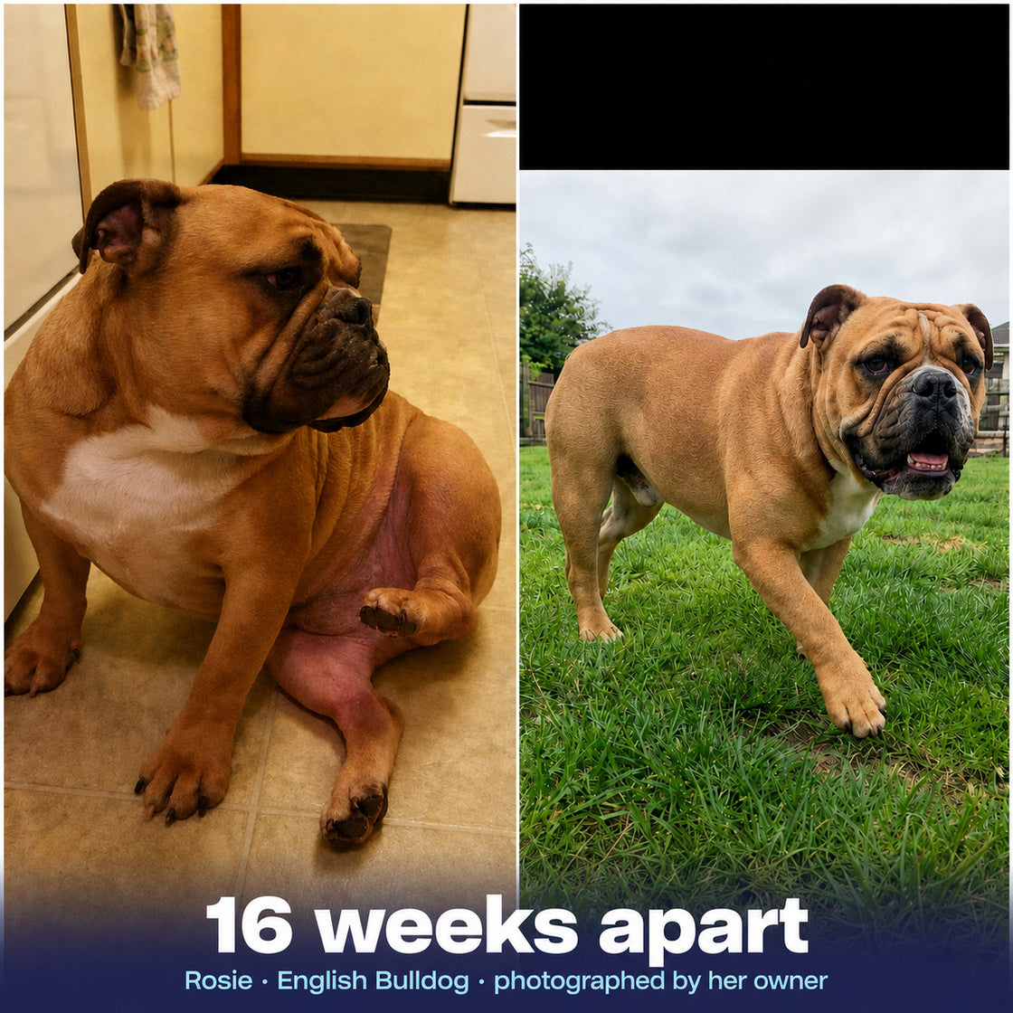 Two photographs of Rosie, an English Bulldog, taken sixteen weeks apart.