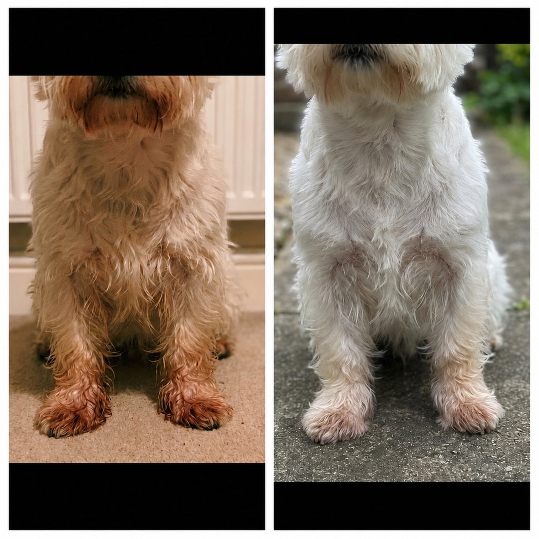 Side-by-side photographs of a West Highland White Terrier's front paws, before and after.