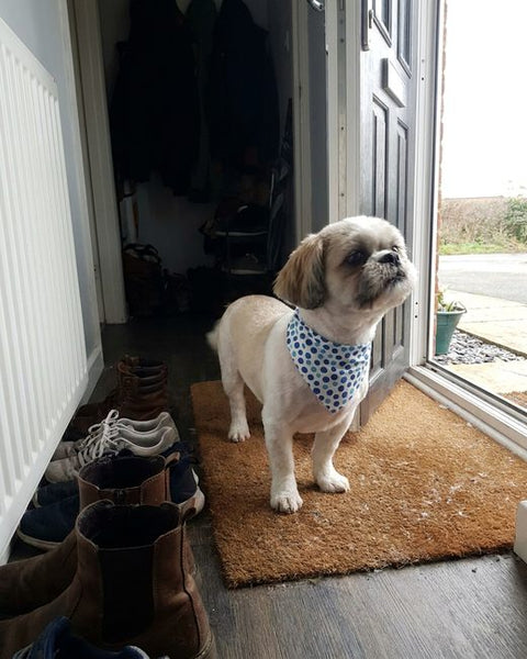 A freshly groomed shih tzu standing on a doormat.