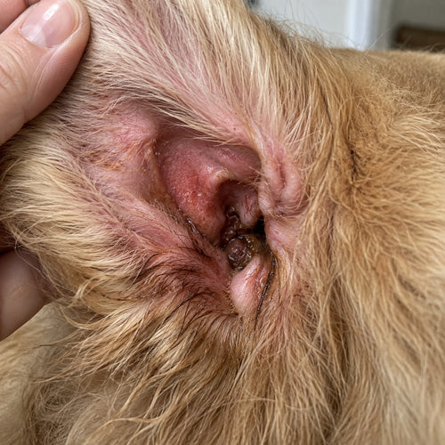 Dog's ear before, showing inflammation and dark discharge
