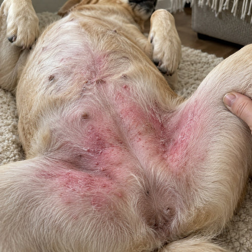 Dog's belly before, showing red inflamed patches