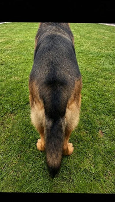 Bo the German Shepherd, 20 weeks later