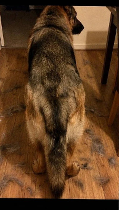 Bo the German Shepherd, before
