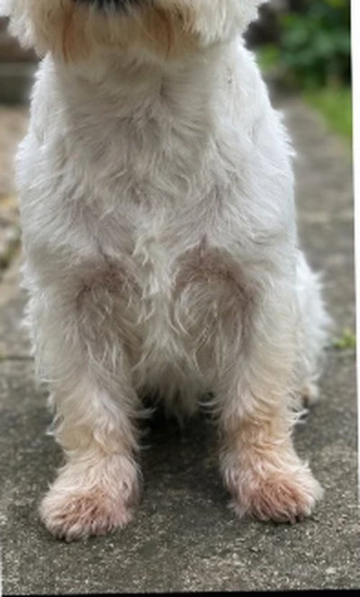 Mac the Westie, 11 weeks later