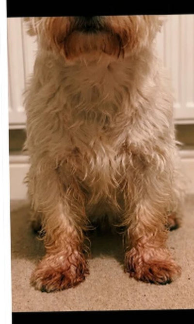 Mac the Westie, before