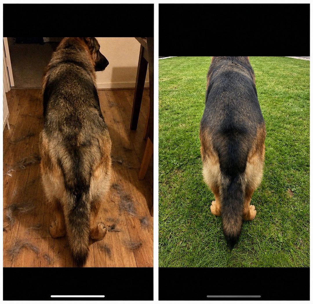 Side-by-side photographs of a German Shepherd's hindquarters, before and after.