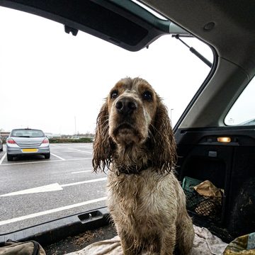 A wet cocker spaniel sitting in the boot of a car.