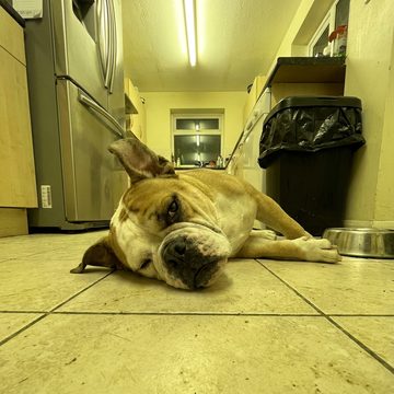 An english bulldog lying on a kitchen floor.