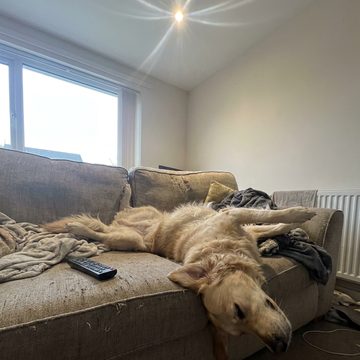 A golden retriever asleep upside down on a sofa.