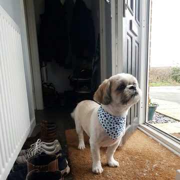 A freshly groomed shih tzu standing on a doormat.