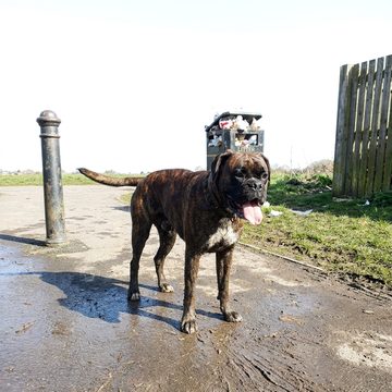 A muddy boxer standing on a wet path.