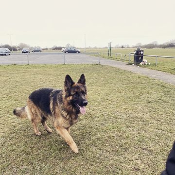 A german shepherd trotting across a park.