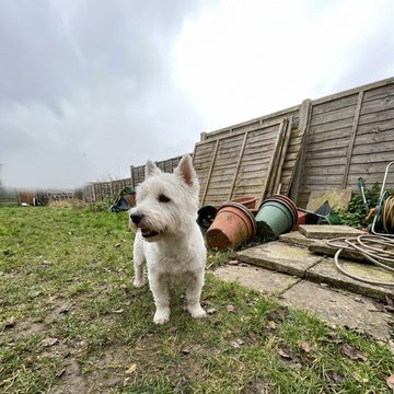 A west highland white terrier standing in a back garden.