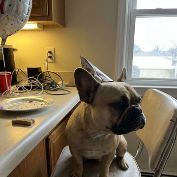 A french bulldog in a party hat.