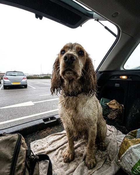 A wet cocker spaniel sitting in the boot of a car.