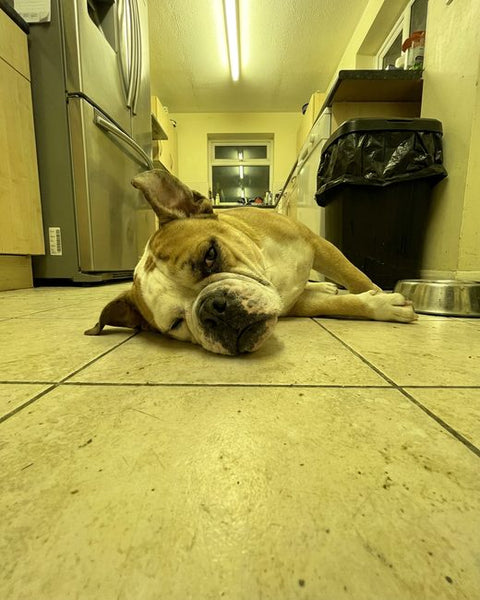 An english bulldog lying on a kitchen floor.