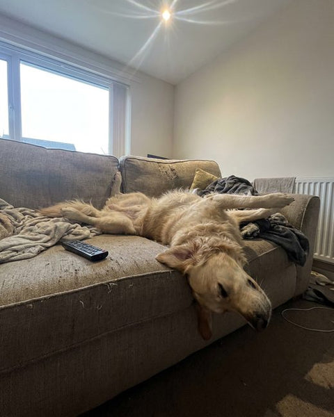 A golden retriever asleep upside down on a sofa.