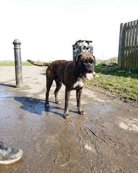 A muddy boxer standing on a wet path.