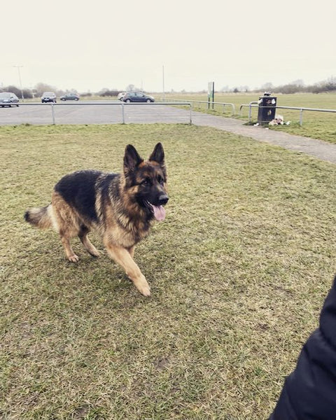 A german shepherd trotting across a park.