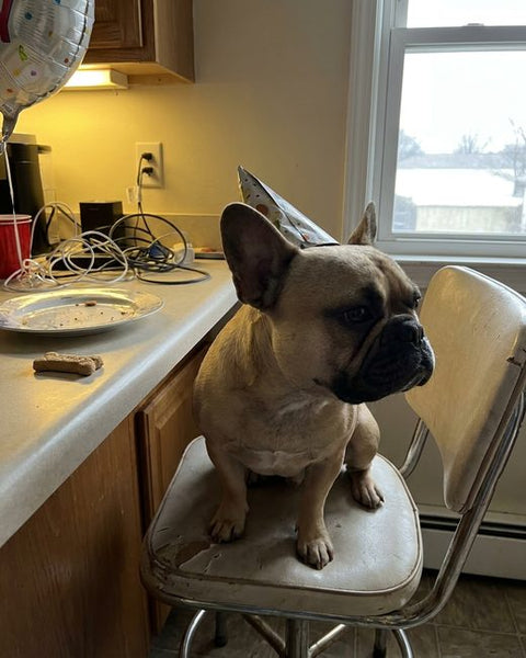 A french bulldog in a party hat.