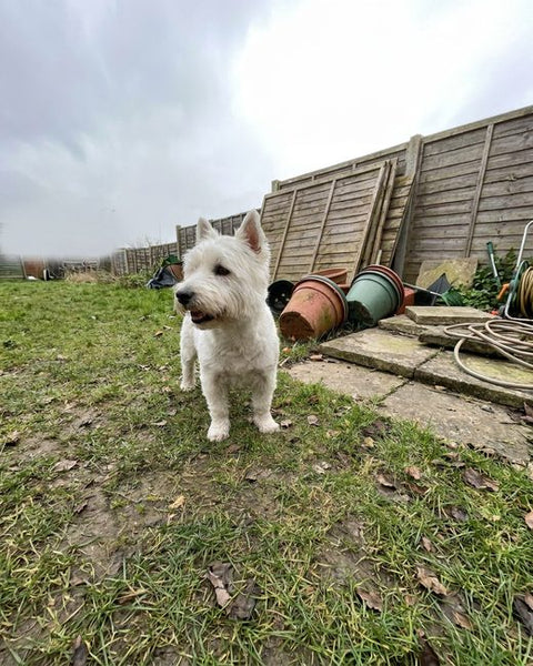 A west highland white terrier standing in a back garden.