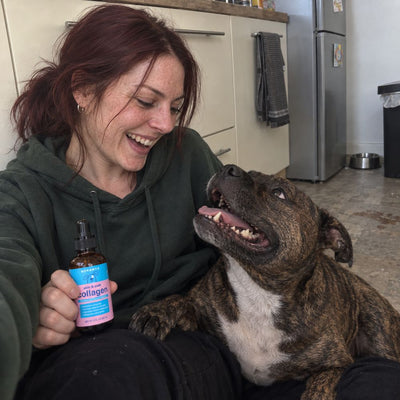Owner laughing with her Staffordshire Bull Terrier